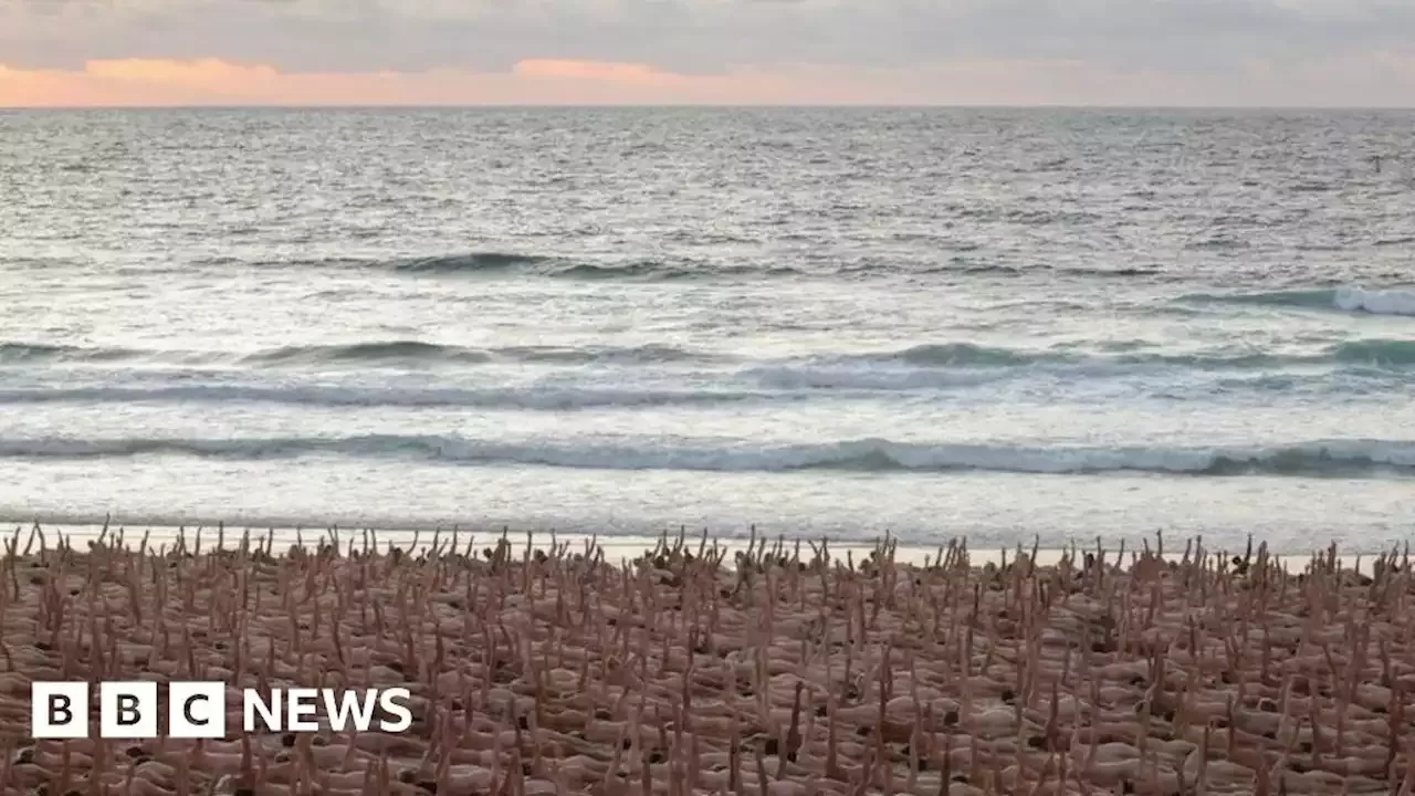 Naked Volunteers Pose For Tunick Artwork On Bondi Beach