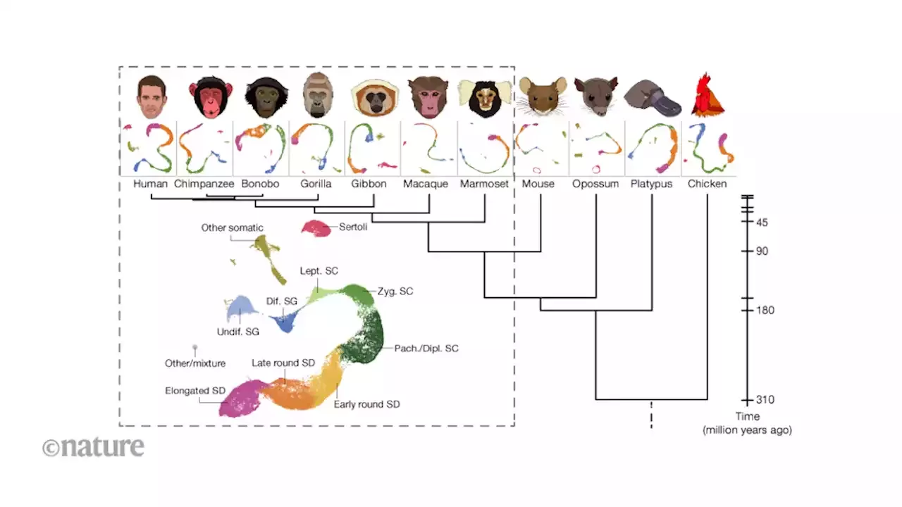 Exploring The Rapid Evolution Of The Mammalian Testis