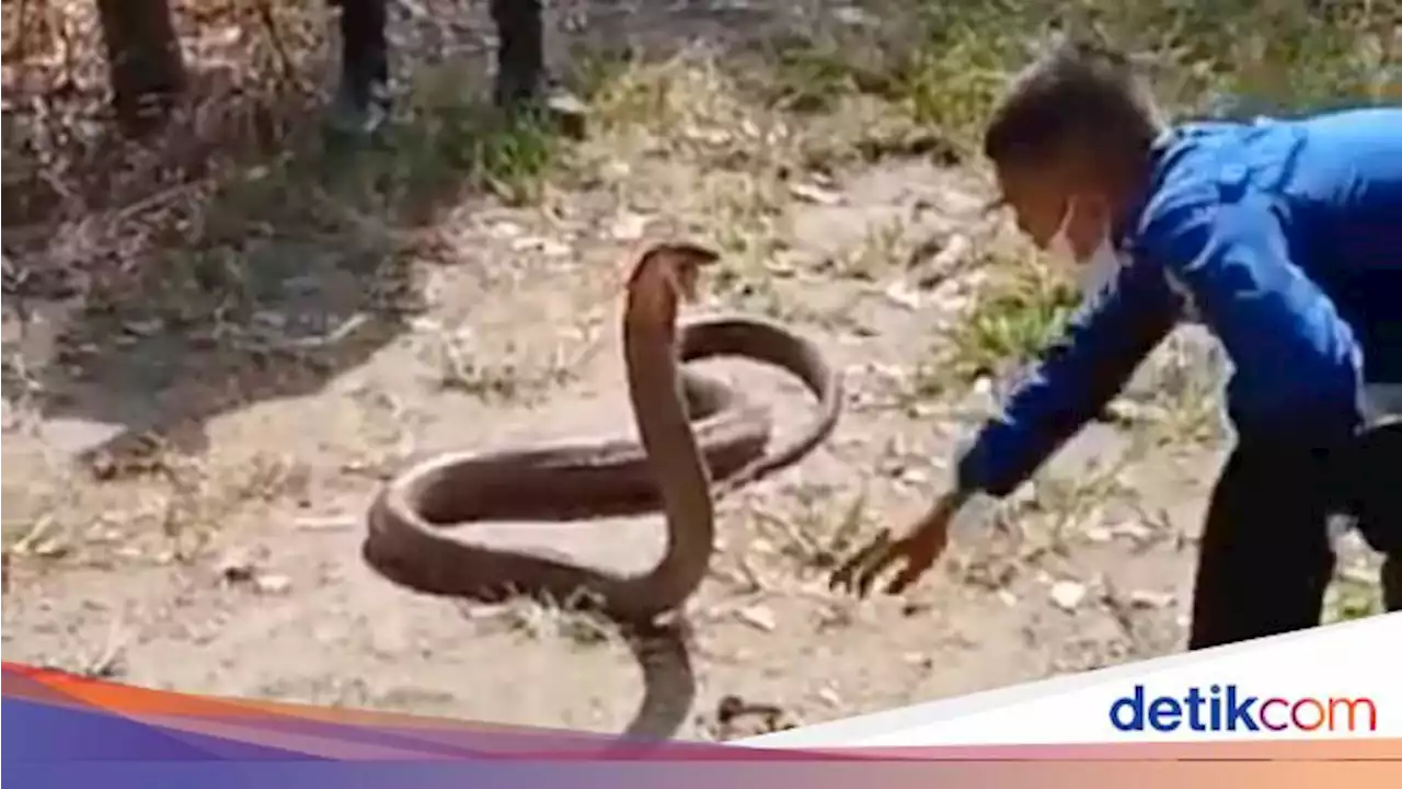 Mengenal Ular King Cobra Taksonomi Penyebaran Perilaku Dan Kekuatan