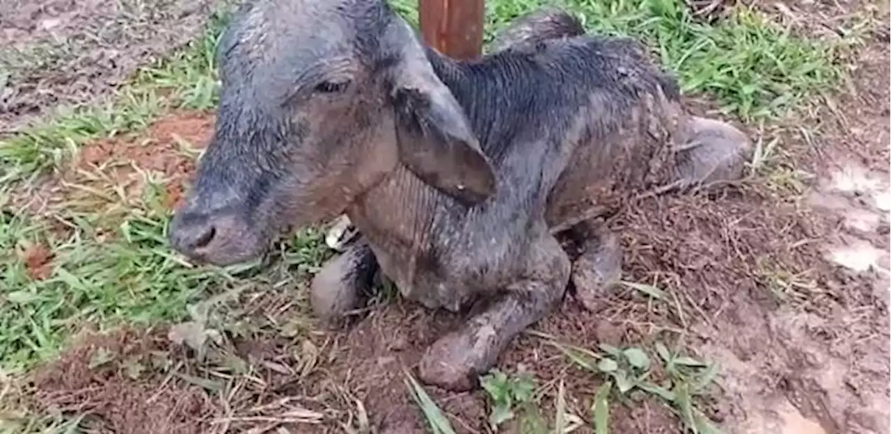 Esquema De Pir Mide Revelado Ap S Den Ncia De Maus Tratos De Gado