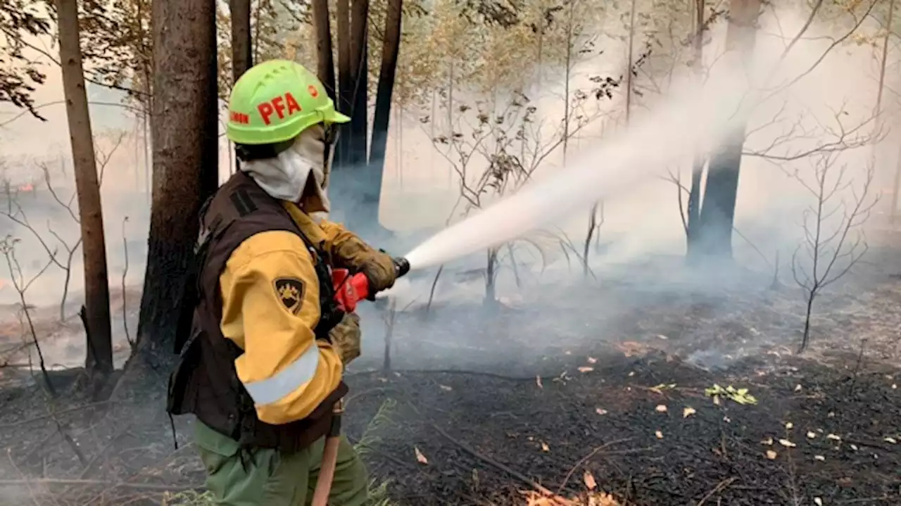 Brigadistas De Ambiente Combaten Incendios Forestales En La Mesopotamia