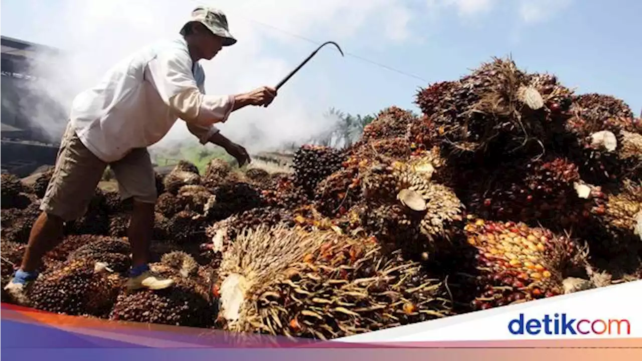 Daftar Daerah Penghasil Kelapa Sawit Terbesar Di RI