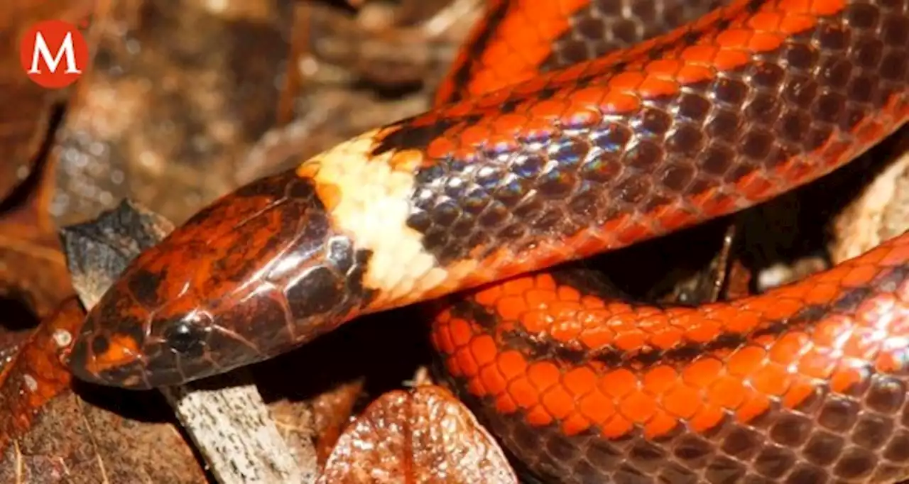 Descubren Nueva Especie De Serpiente En Paraguay Es Venenosa Fotos