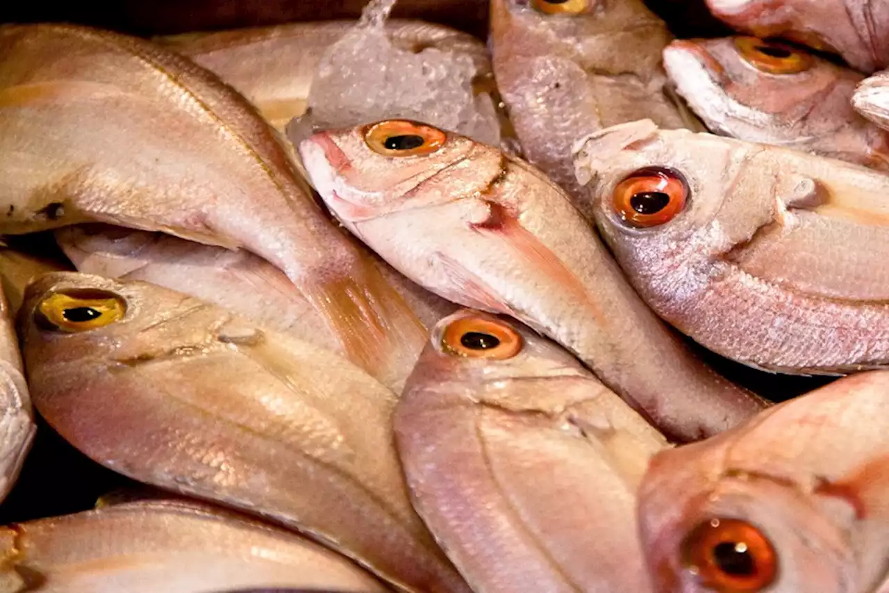 Estos son los pescados con más posibilidades de contener anisakis