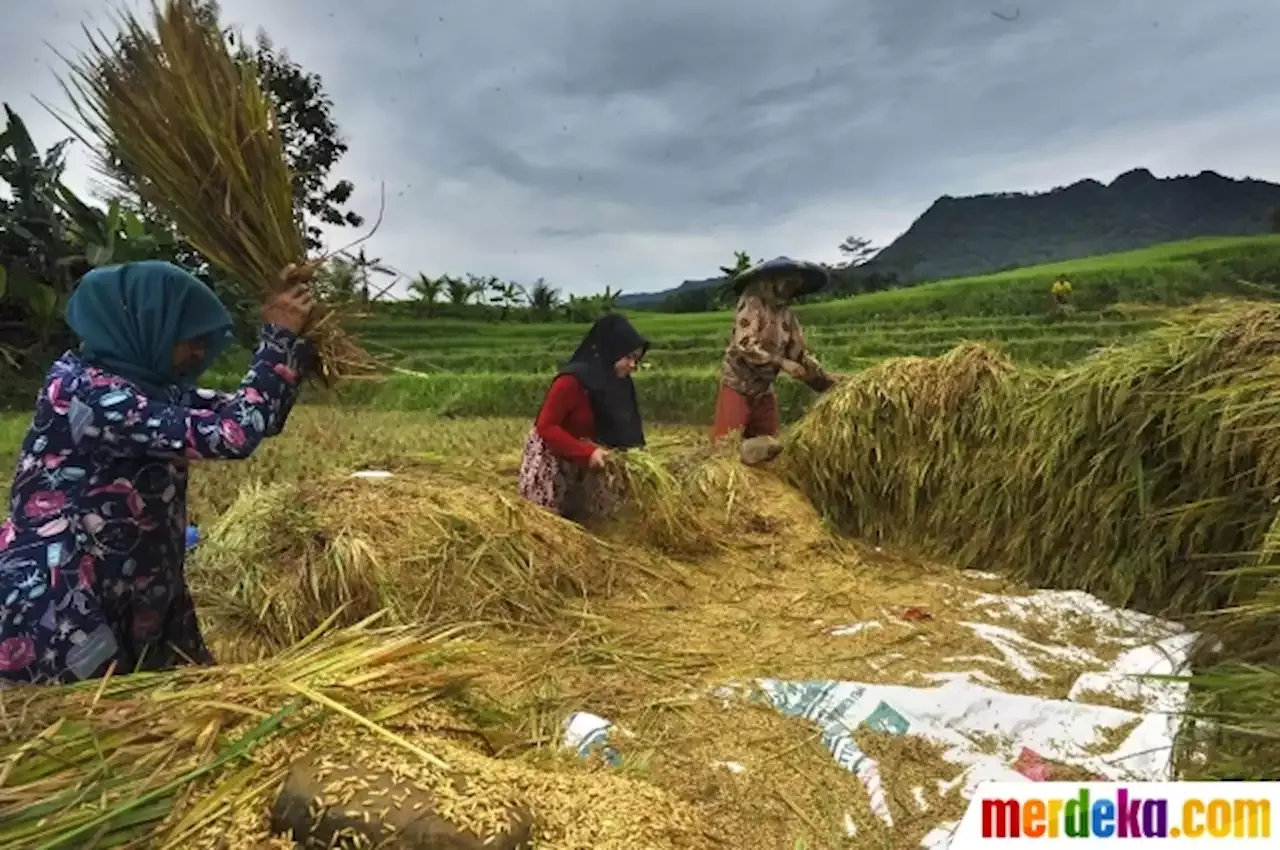 Foto Petani Sambut Gembira Kenaikan Harga Gabah Merdeka