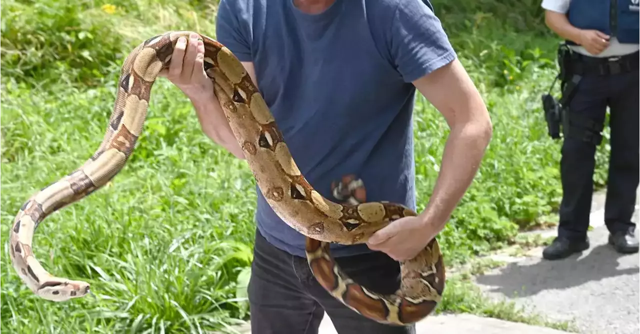 Un Boa Constricteur Long De M Tres Captur Par Les Pompiers