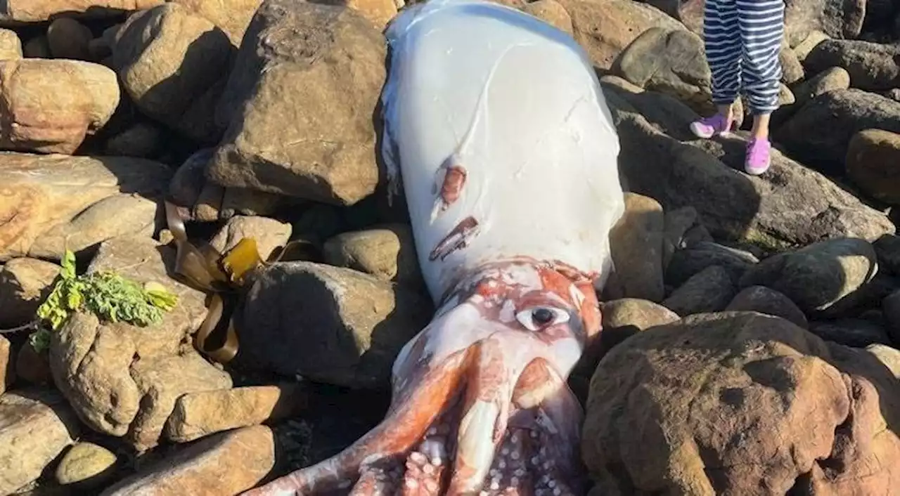 Pics Enter The Kraken Giant Squid Washes Up On Cape Town Beach