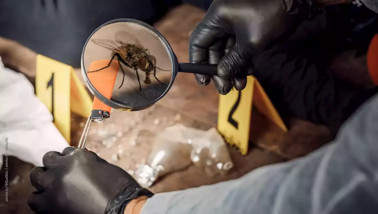 Entomología Forense cuando los insectos se vuelven testigos Salud