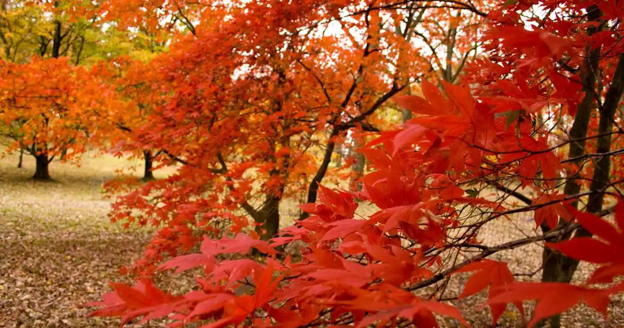 Explained Why Do Leaves Change Colors In Fall