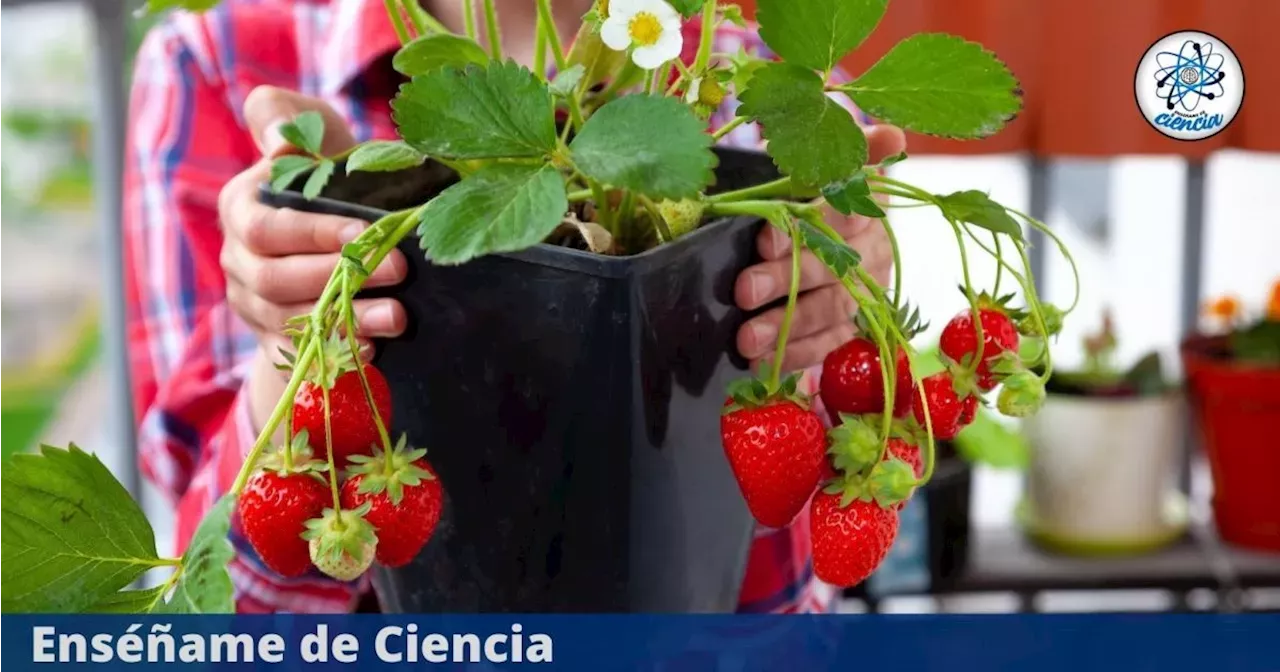 Aprende A Germinar Semillas De Fresas Para Tener Tu Propio Cultivo En