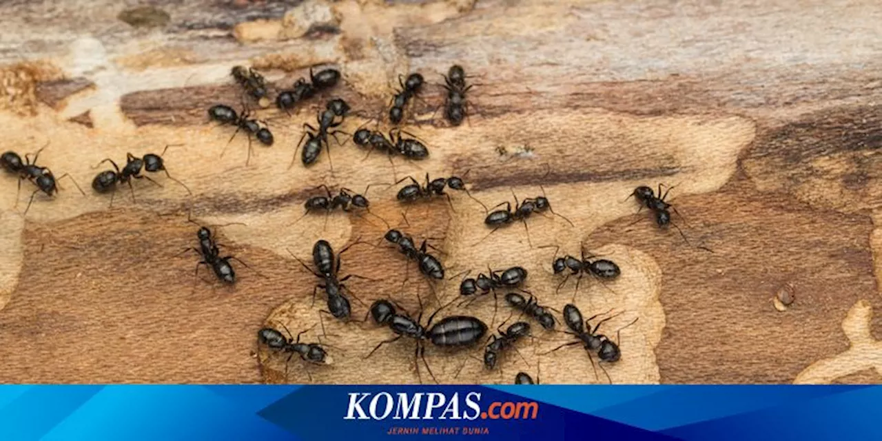 Serangga Pemakan Kayu Yang Ada Di Rumah Dan Cara Mengidentifikasinya