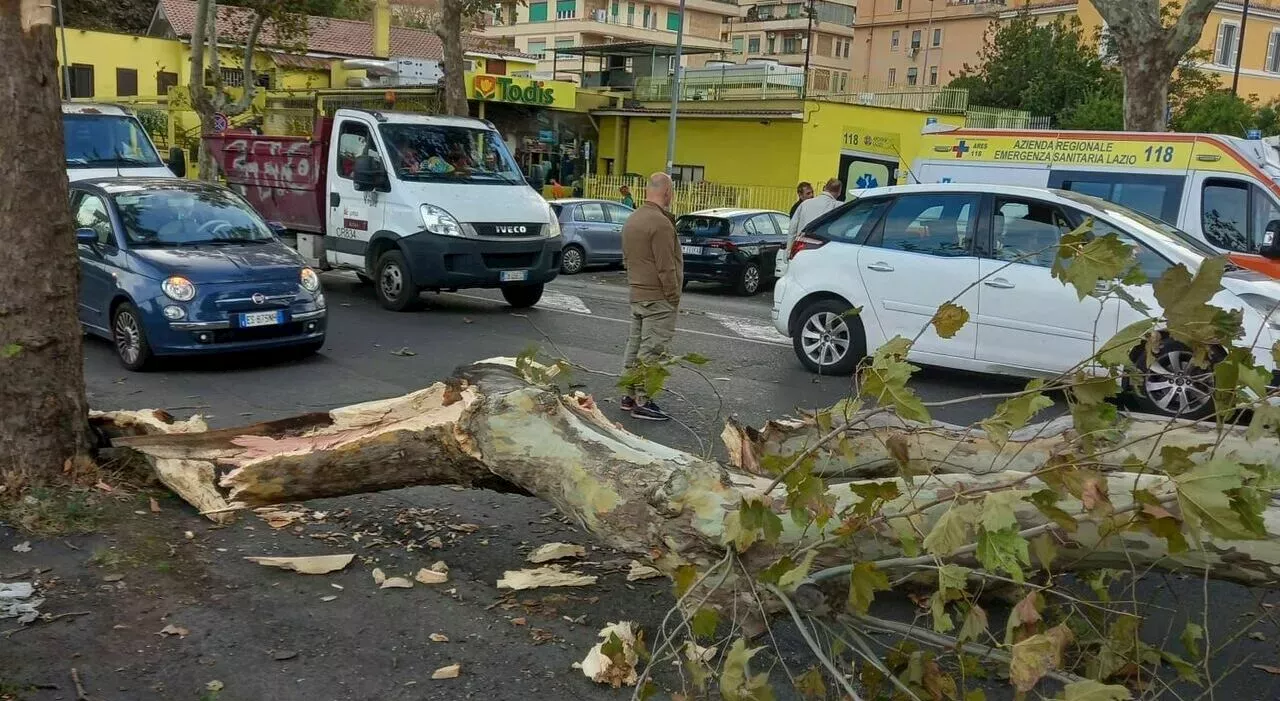 Roma Albero Caduto In Via Della Magliana Ferito Un Motociclista