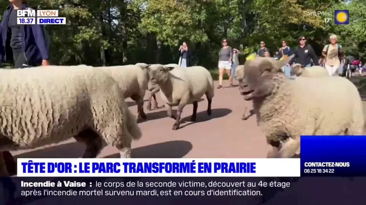 Lyon Des Moutons Partent Du Parc De La T Te D Or Pour La Petite