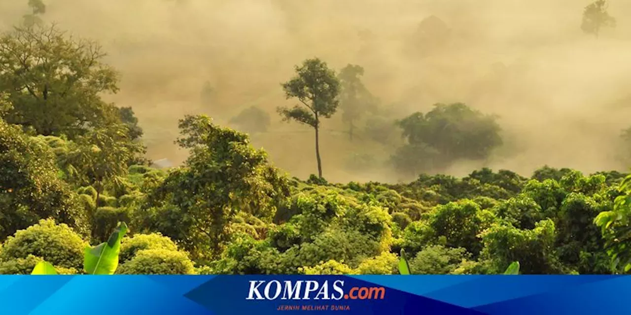 Pengertian Hutan Hujan Jenis Dan Contohnya