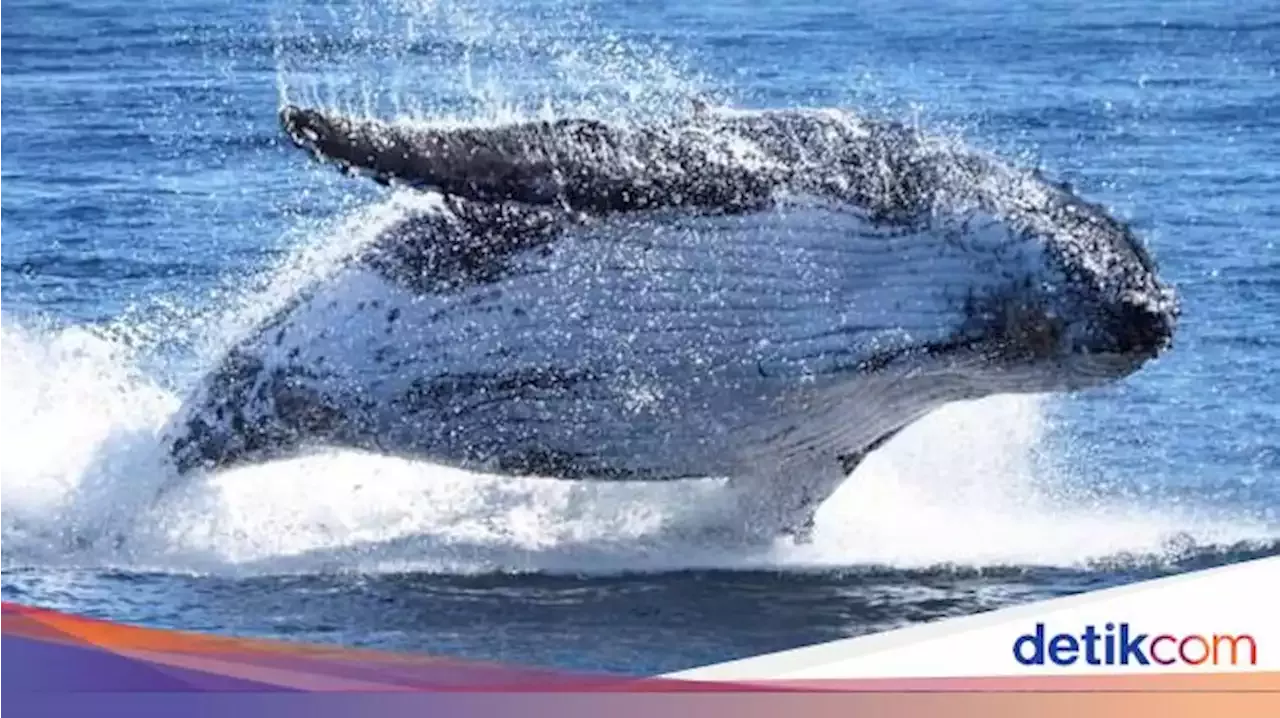 Kisah Nabi Yunus AS Yang Selamat Dari Kegelapan Perut Ikan Paus