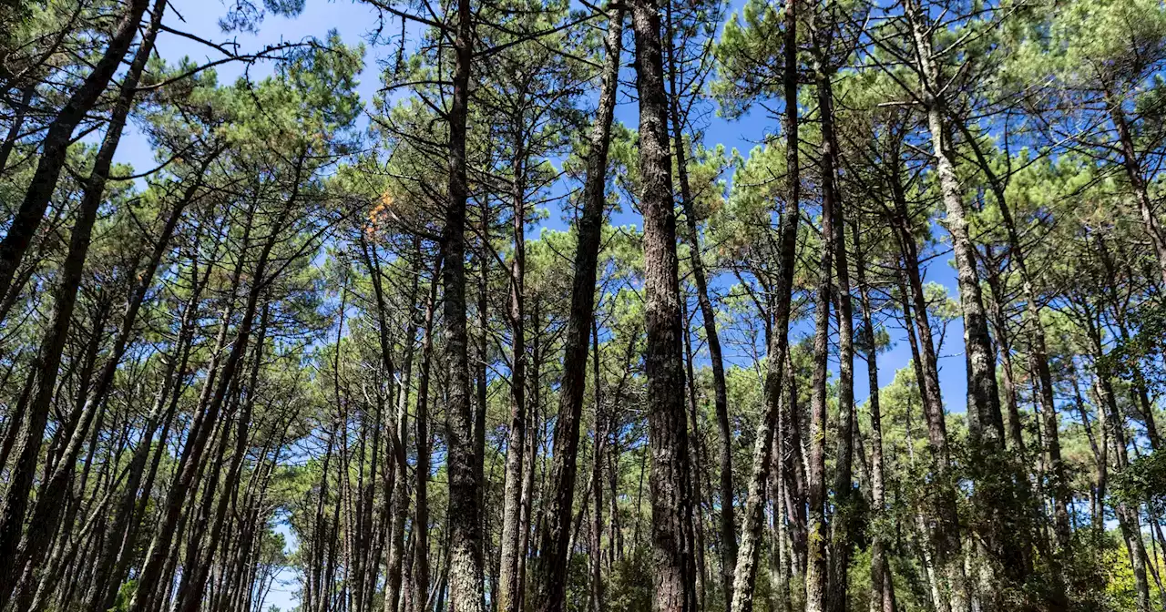 Constitu Das Reas Integradas De Gest O De Paisagem Para Organizar A