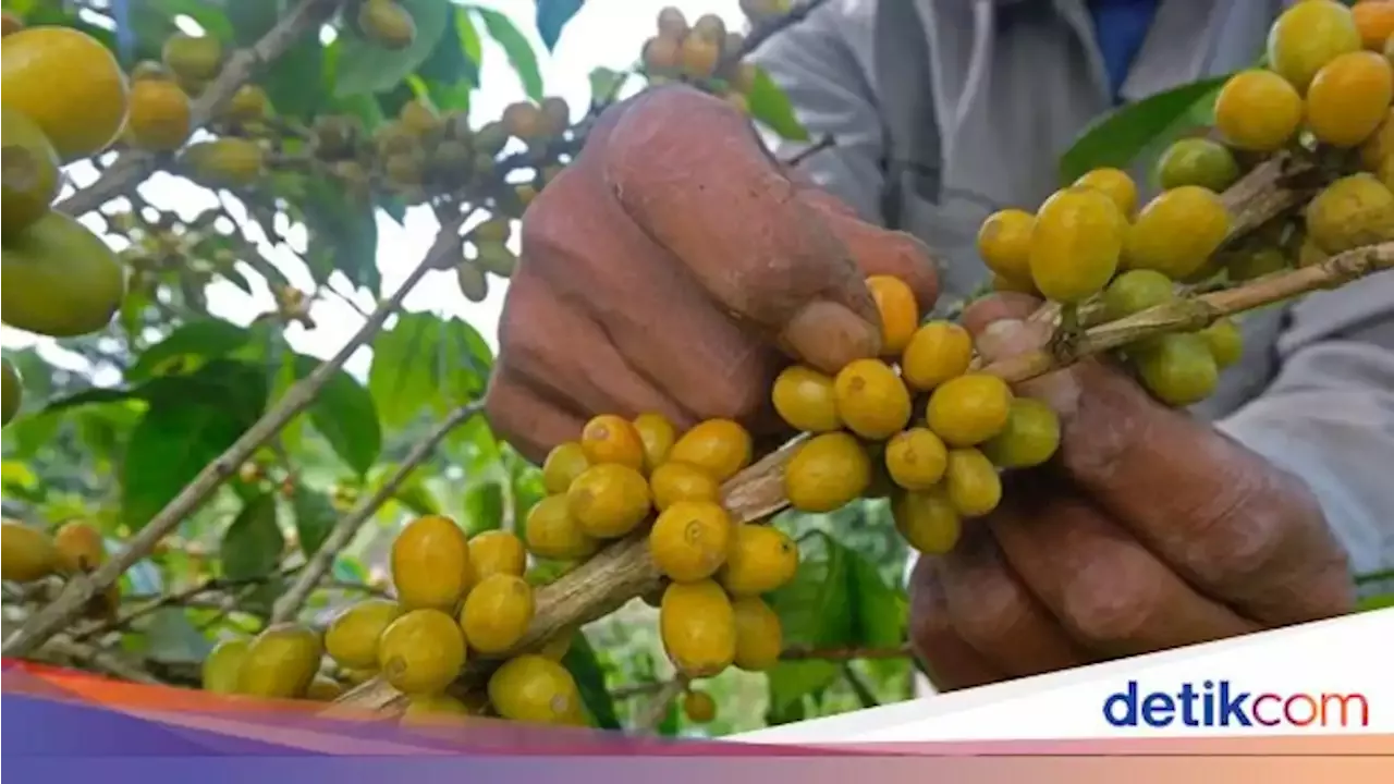 Melihat Panen Kopi Arabika Di Lereng Gunung Sindoro Indonesia Head