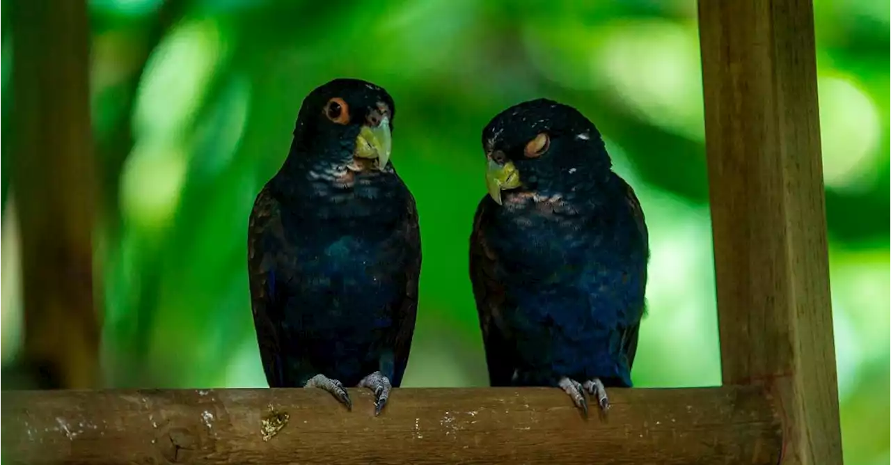 Nuevos lugares para visitar en Medellín Parque de la Conservación