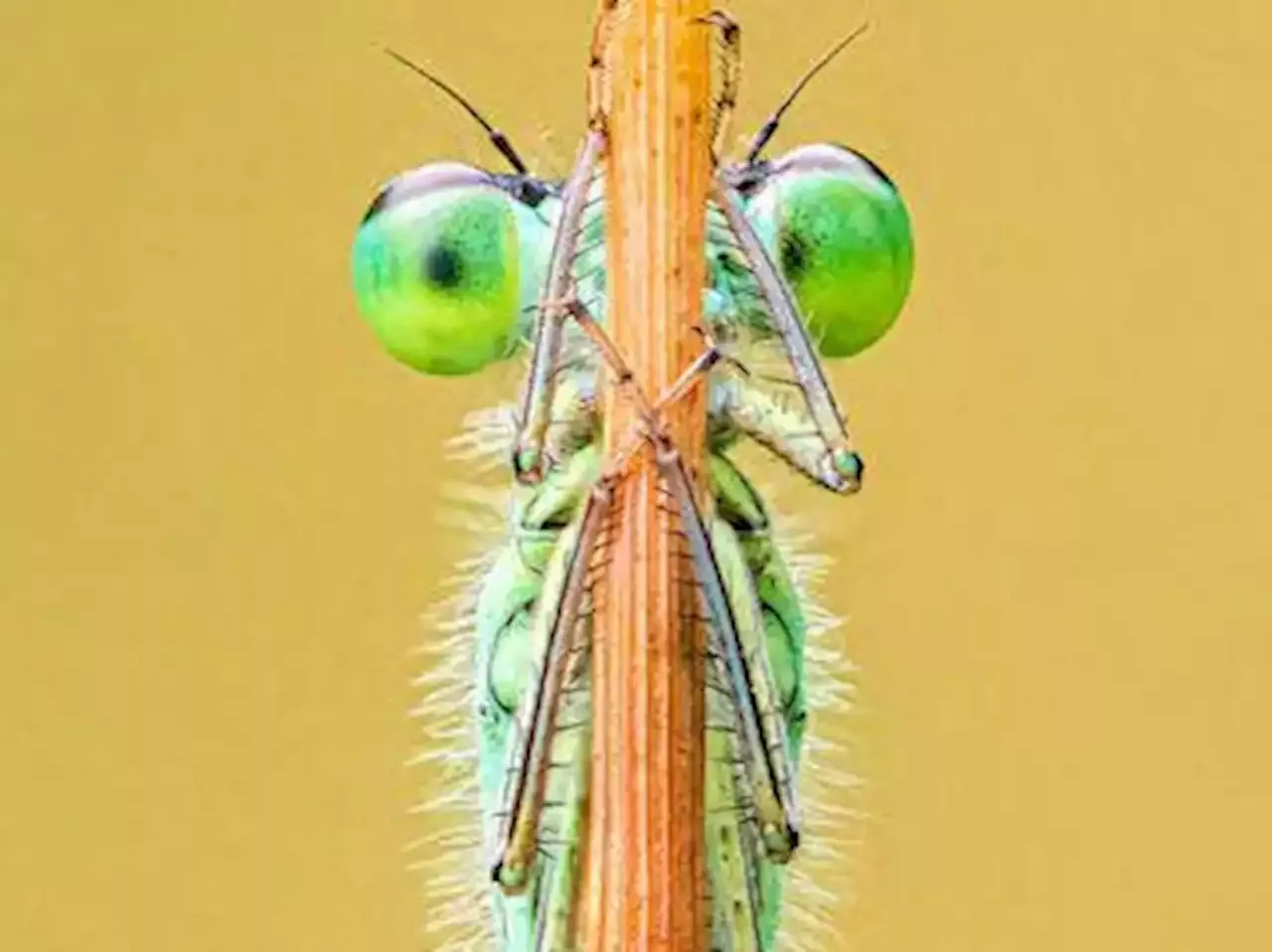 Crawling Creatures Winning Photos Of Close Up Photographer Of The