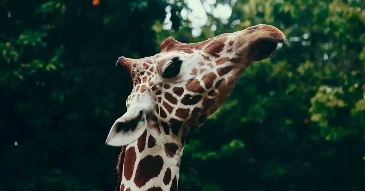 Día Internacional de la Diversidad Biológica qué es y por qué se