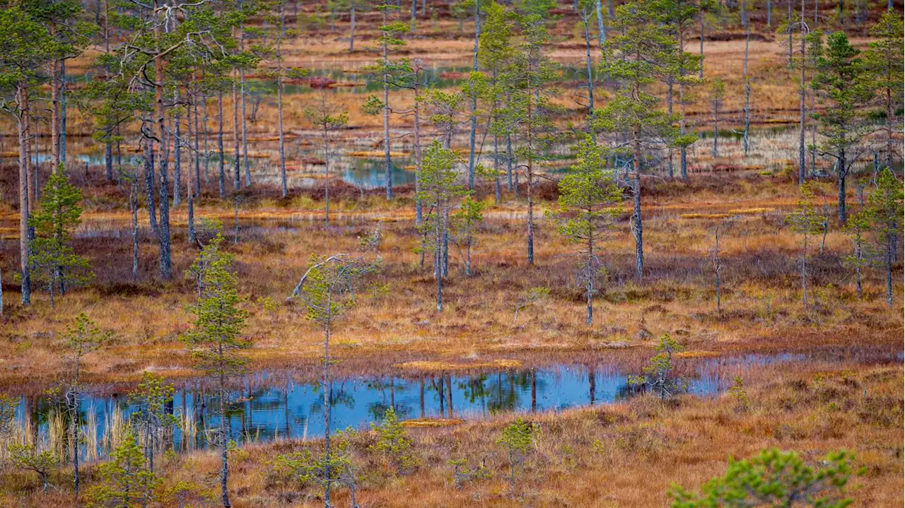 Biodiversité cinq questions sur le projet de restauration des