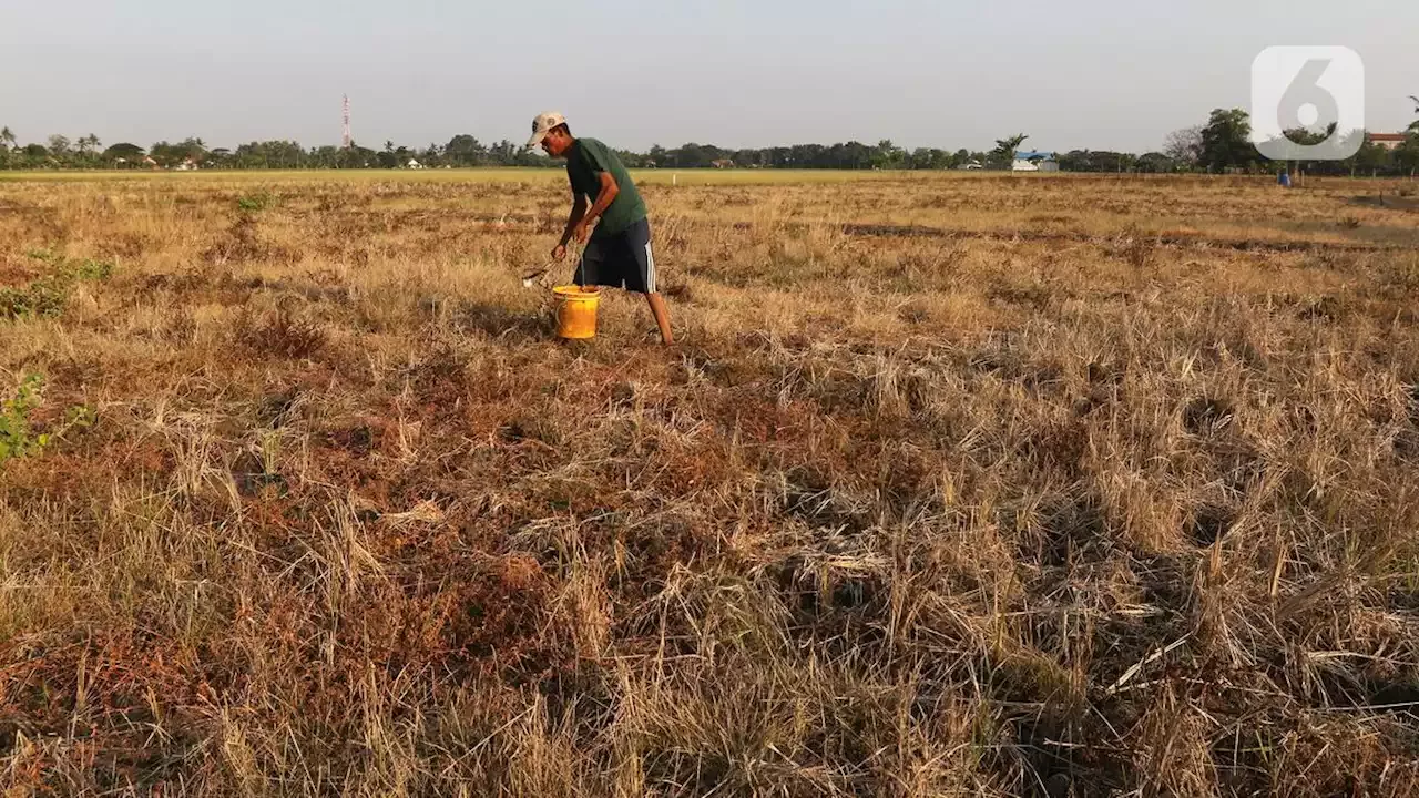 Kemarau Tiba Ribu Hektare Lebih Sawah Di Kabupaten Tangerang