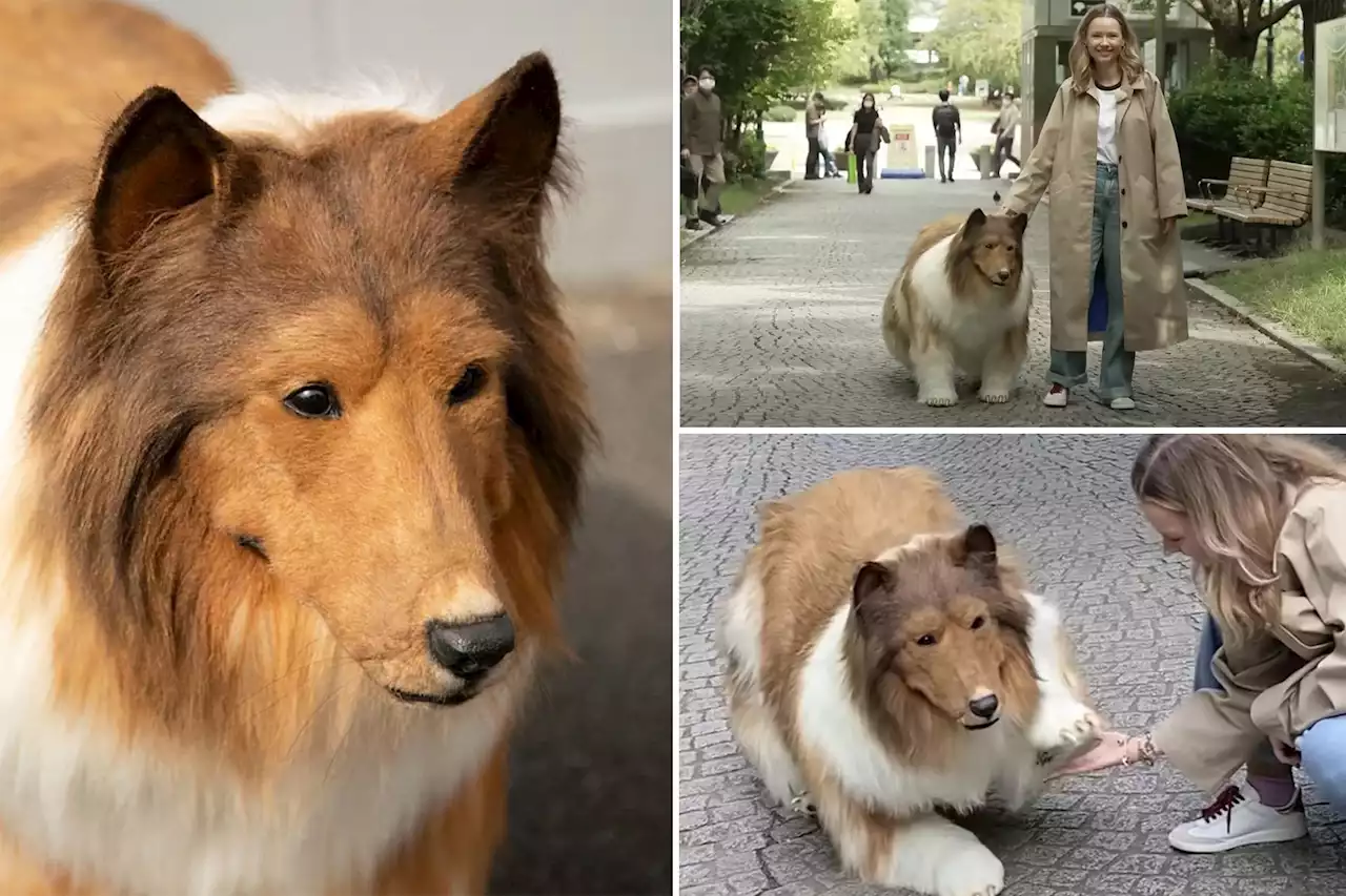 Man Who Spent 20K To Transform Himself Into Border Collie Steps Out