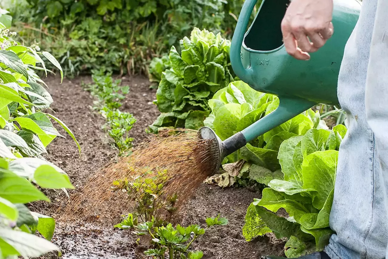 Conseils De Jardinage Pour Juillet Comment Entretenir Et Embellir