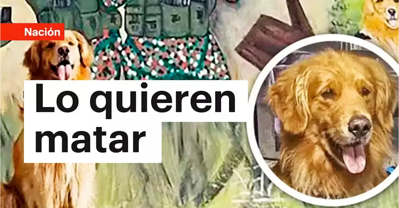 Esta Es La Ins Lita Historia De Killer El Perro Antinarc Ticos M S