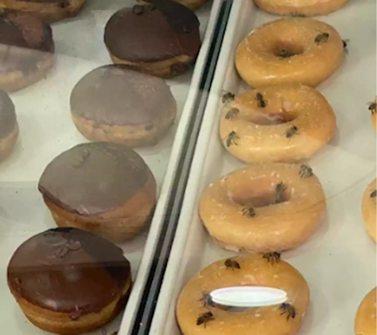 Abejas reina principal consumidor de donas Krispy Kreme México