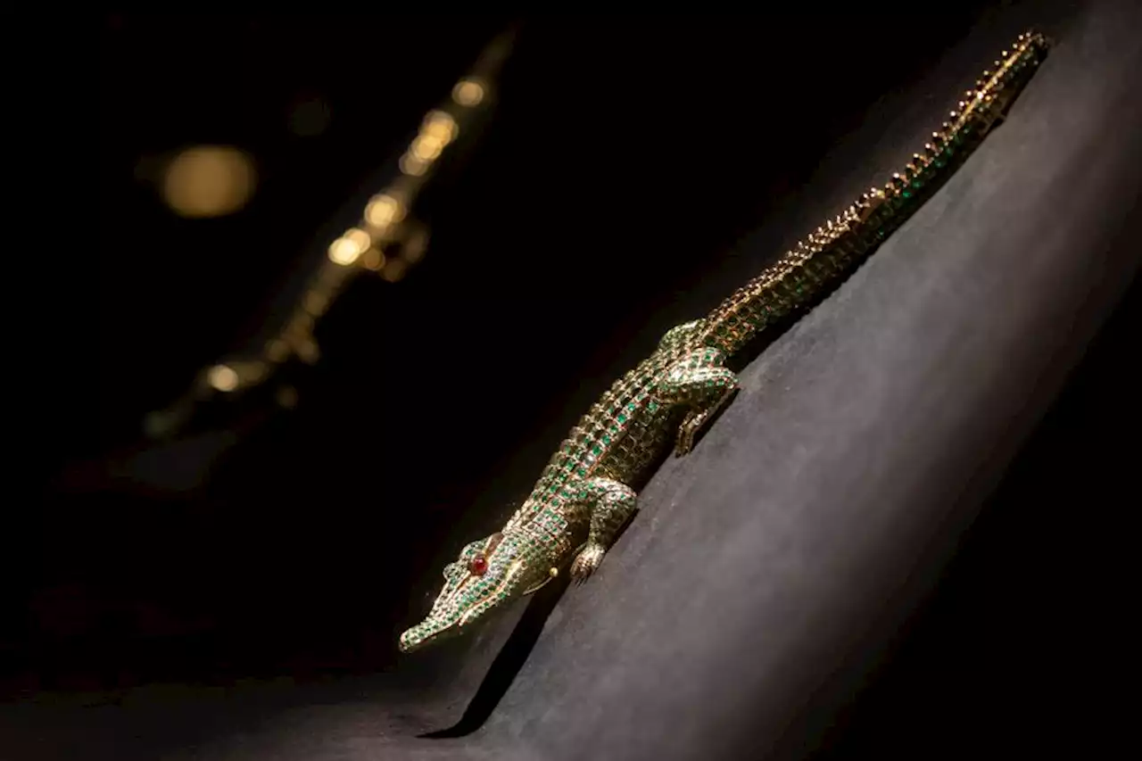 Les Crocodiles Capables De D Tecter La D Tresse Des B B S Humains Selon