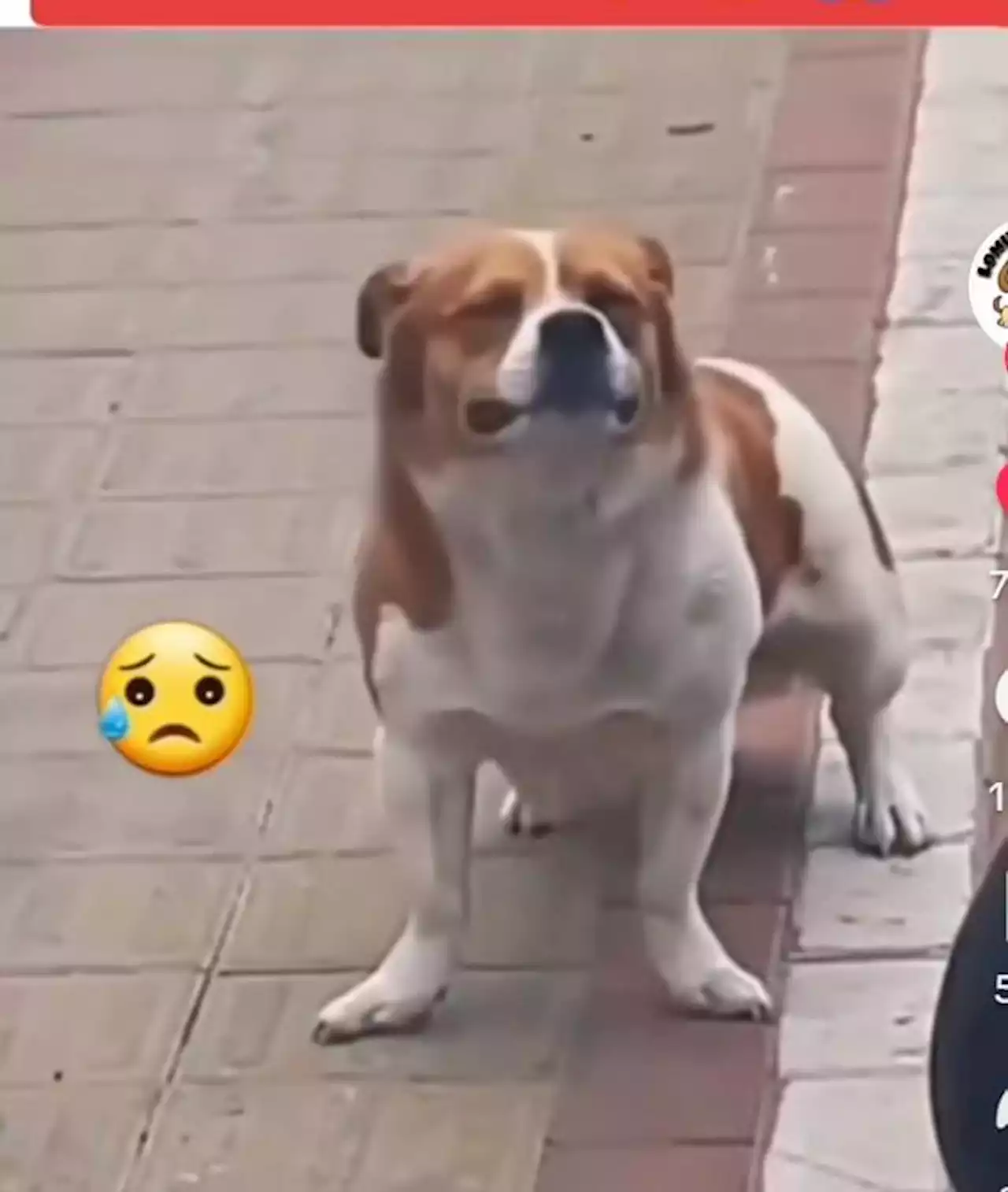 Perrito llora al darse cuenta que fue abandonado así reaccionó VIDEO