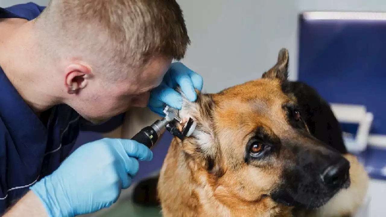 D A Del Veterinario Por Qu Se Festeja El De Agosto Argentina