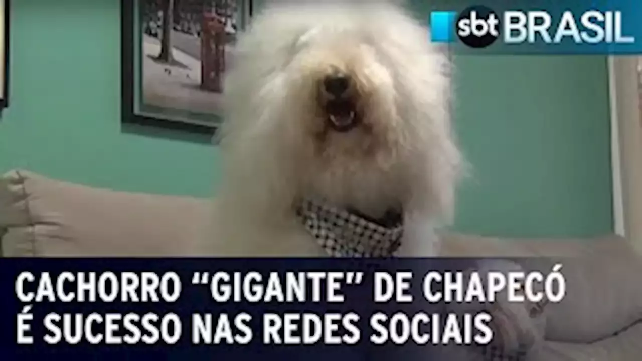 Cachorro Gigante De Chapec Sucesso Nas Redes