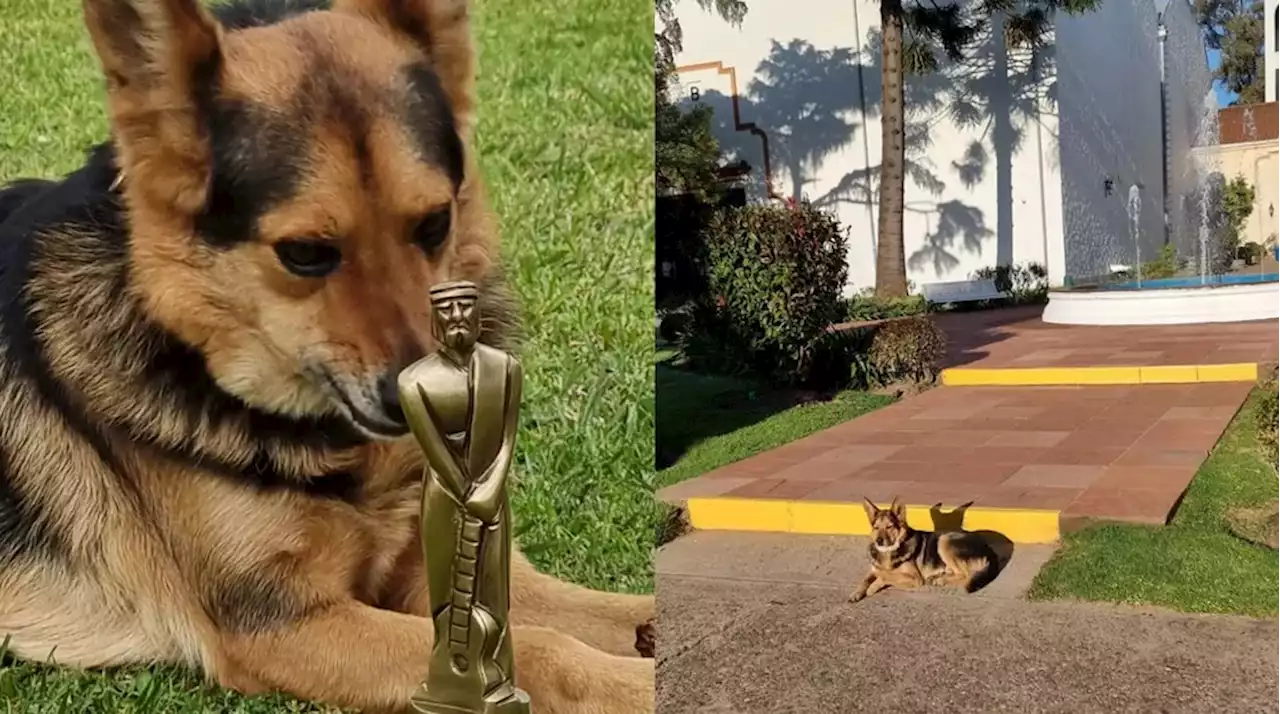 Tony el perro de Pol ka que llena de alegría a los famosos y ya tuvo