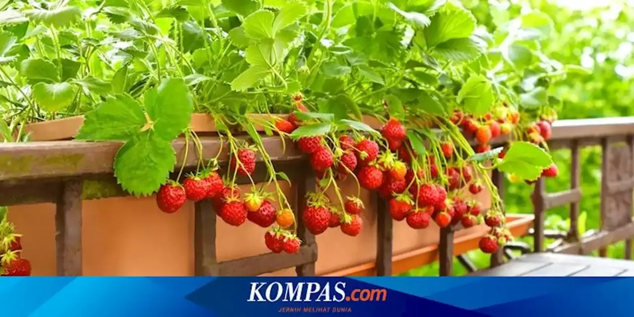 Manfaat Ampas Kopi Untuk Tanaman Strawberry Dan Cara Menggunakannya