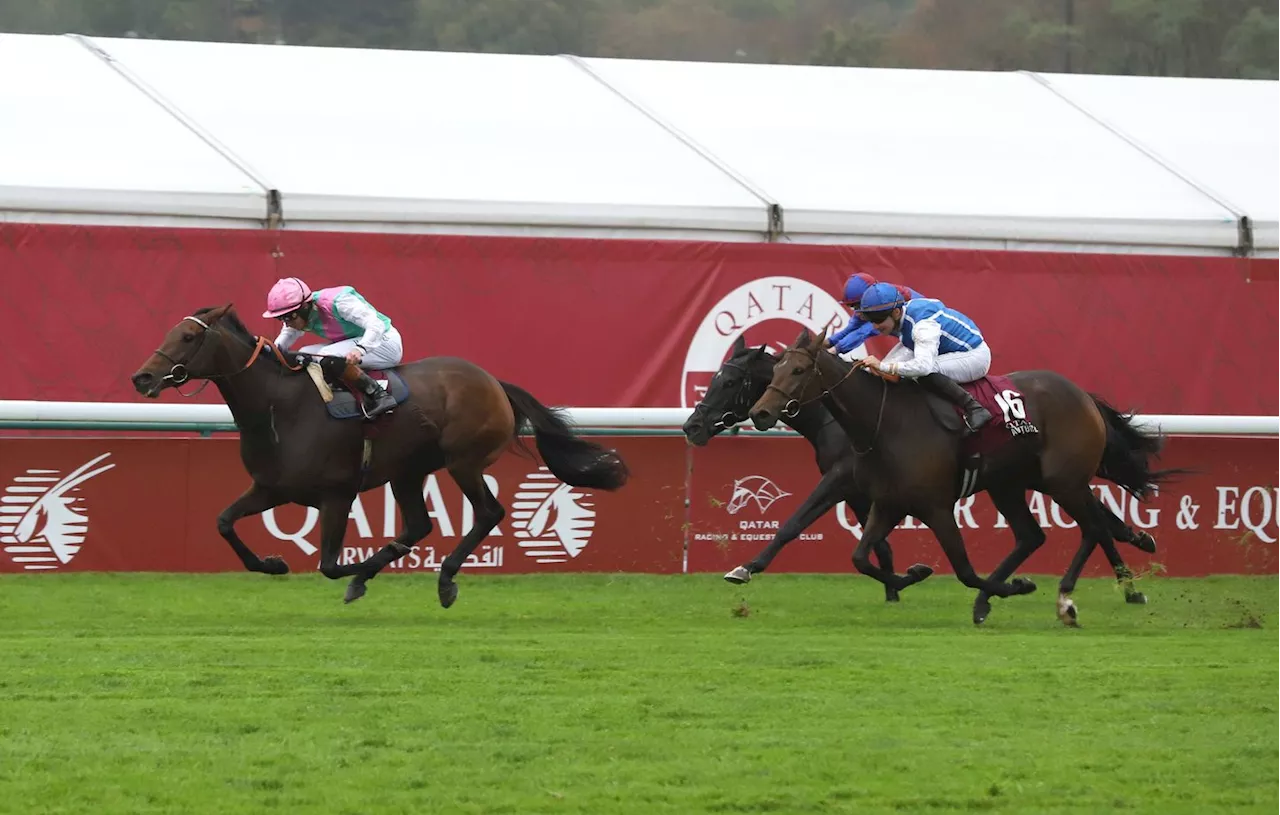 Qatar Prix De Larc De Triomphe Stopp En Pleine Course Un