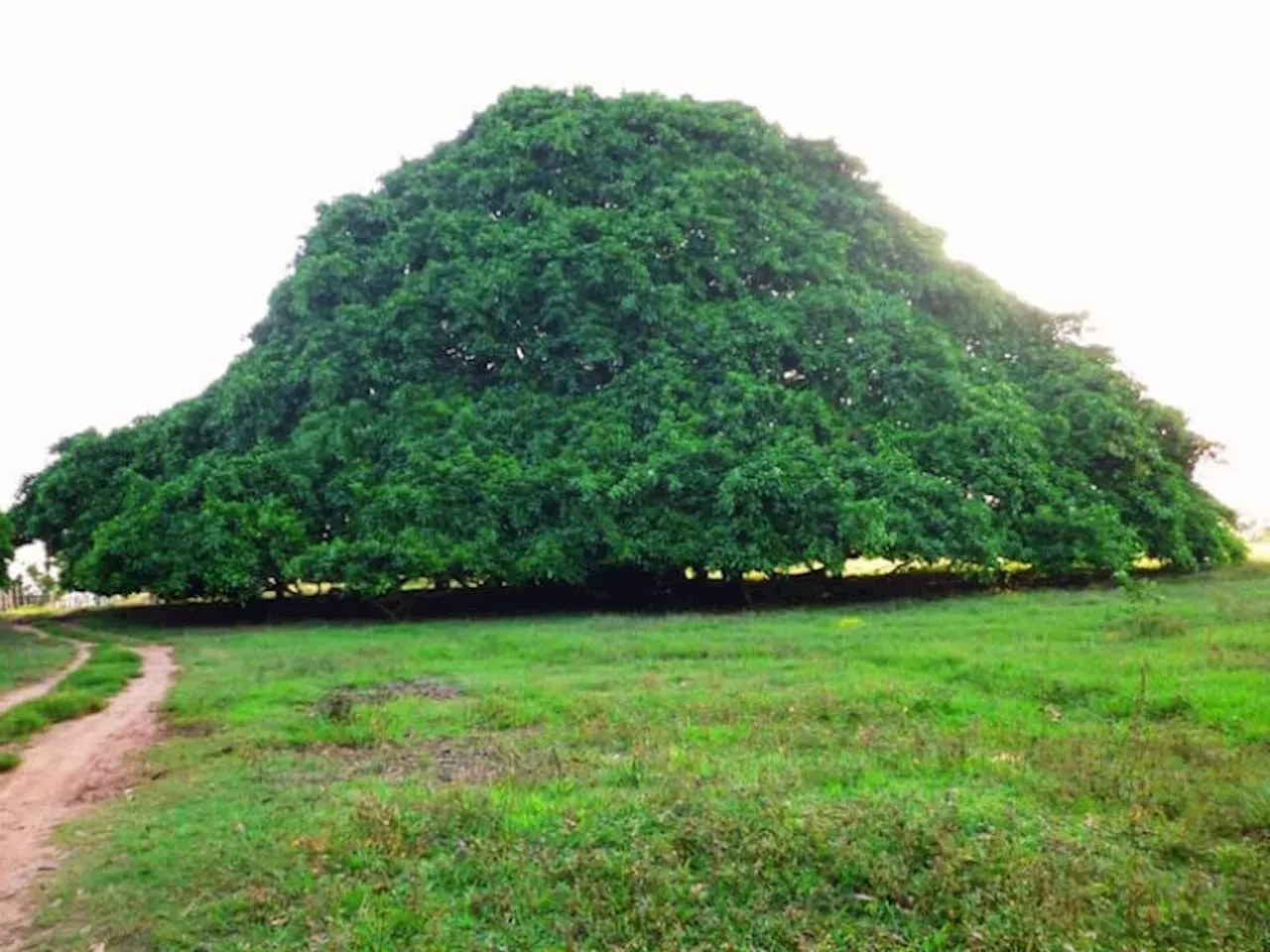 D Nde Est Ubicado El Rbol M S Grande De Colombia Solo Se Da En Esta