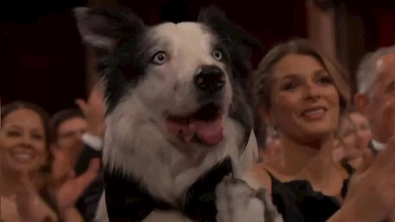 Oscars 2024 Video Entlarvt Fake Auftritt Von Hund Messi Deutschland