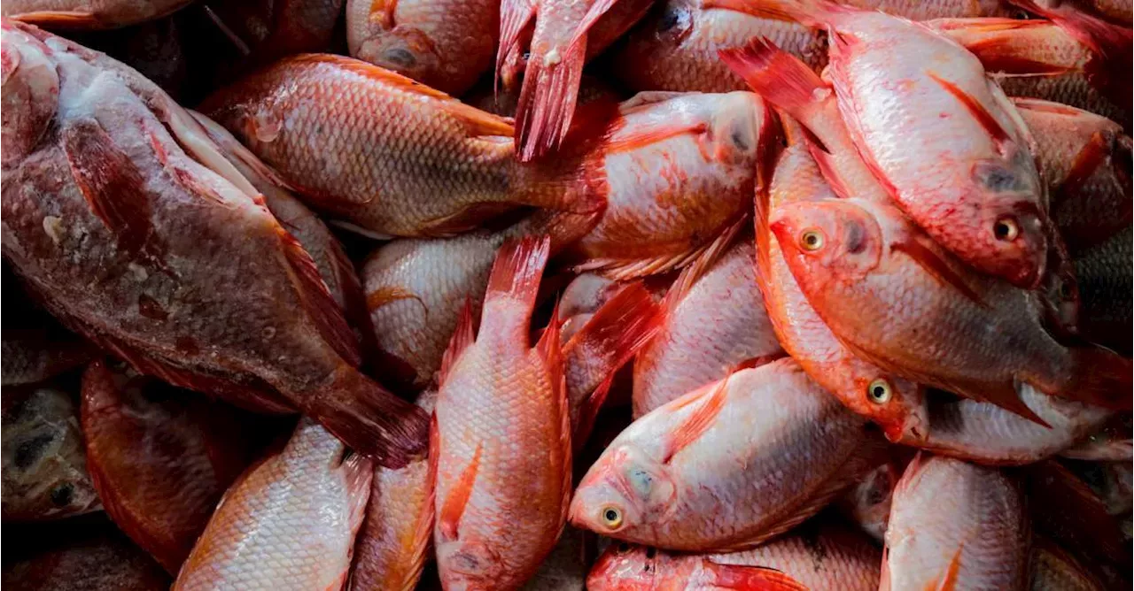 Cómo comprar pescado en Semana Santa y no correr riesgos en el intento