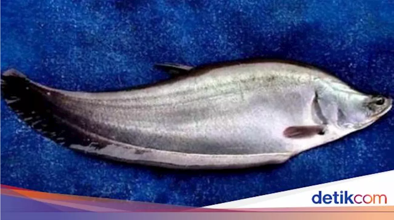 Brin Mengenal Ikan Belida Satwa Dilindungi Yang Jadi Bahan Baku