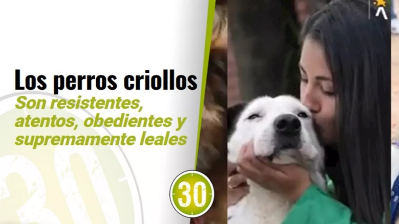 Día del Perro sin Raza Un día para recordar a los criollos Colombia