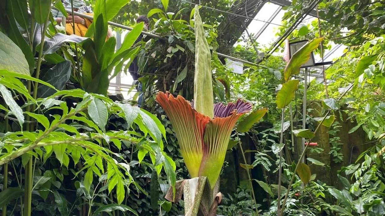 Titanwurz in Bayreuth Größte Blume der Welt blüht bald wieder