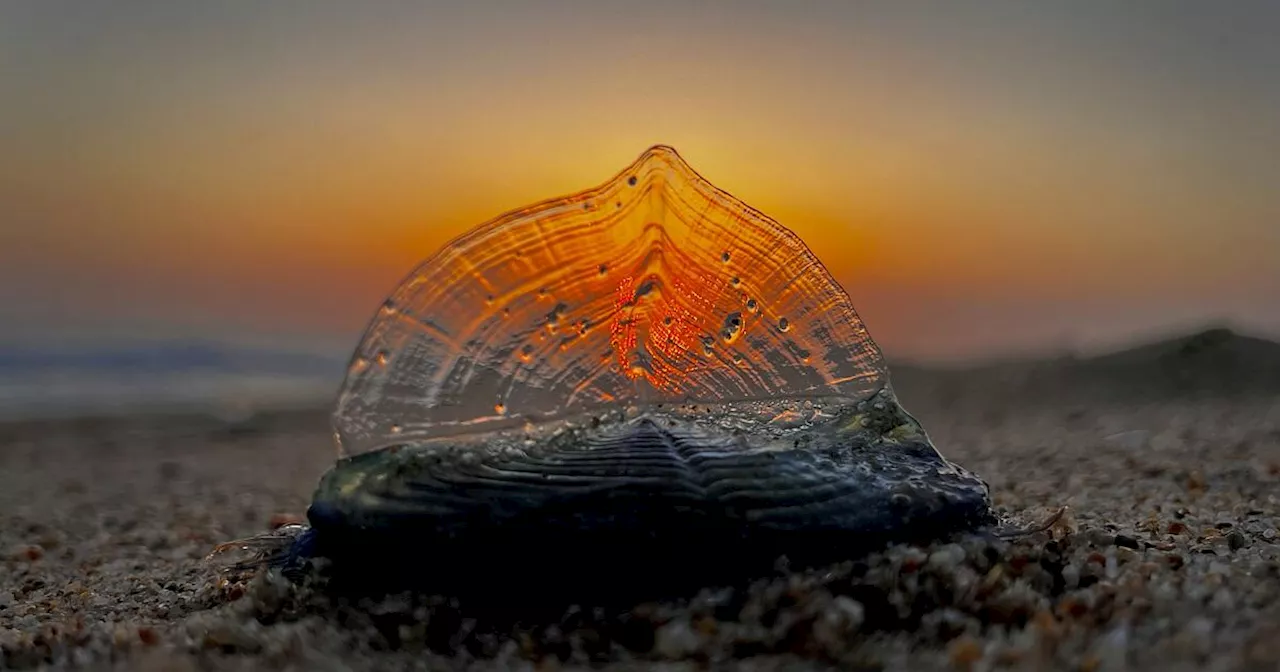 What Are The Blue Blobs Washing Up On Socal Beaches Welcome To Velella