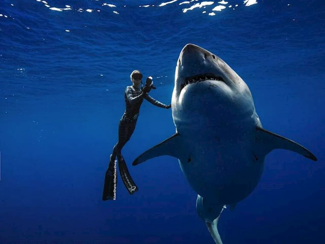 Ocean Ramsey La Sirena Che Incanta Gli Squali Bianchi Italia Head