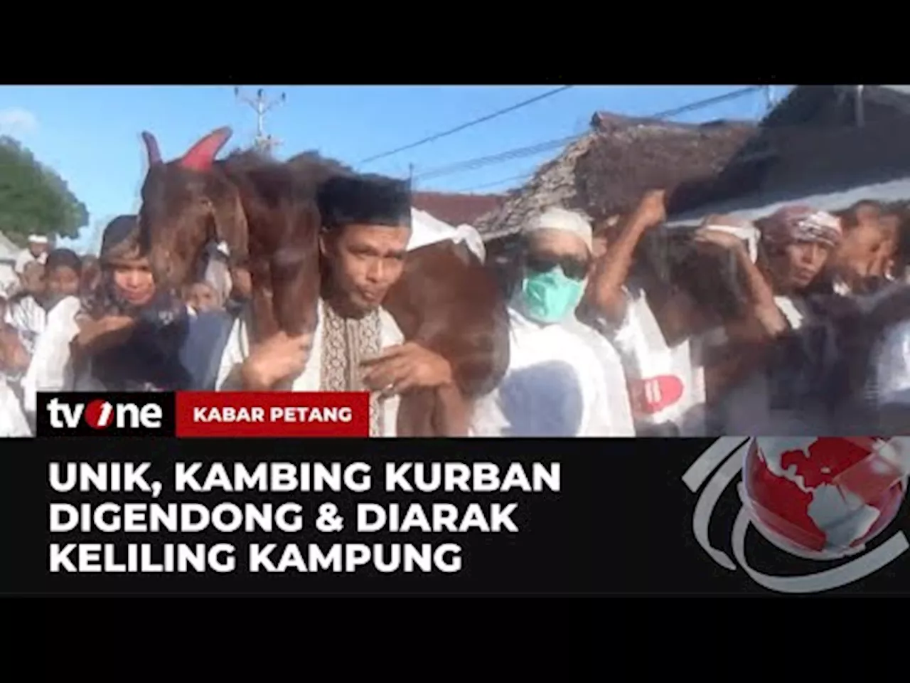 Melirik Tradisi Lawa Pipi Arak Arakan Hewan Kurban Di Kabupaten