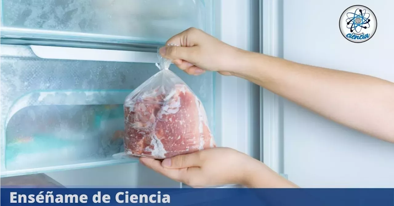 Comida congelada cuánto tiempo puede estar en el congelador para no