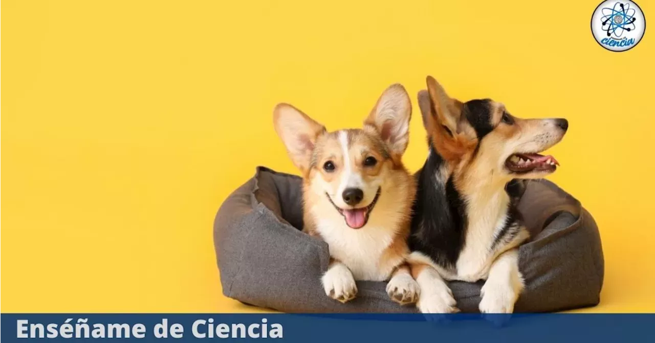 3 ideas increíbles para hacerle una cama a tu mascota con materiales