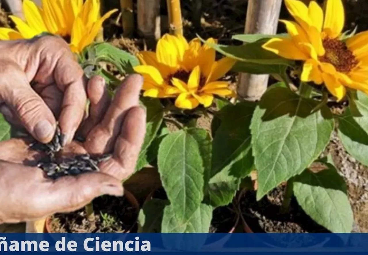 Cómo sembrar girasoles en maceta la guía definitiva para lograrlo en