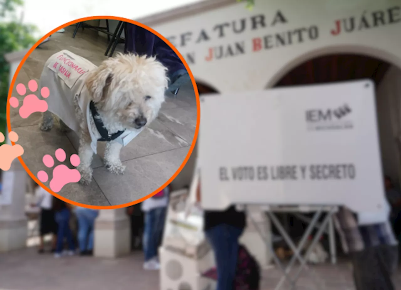 Lomito Electoral Daisy La Perrita Que Cuido El Proceso Electoral Como